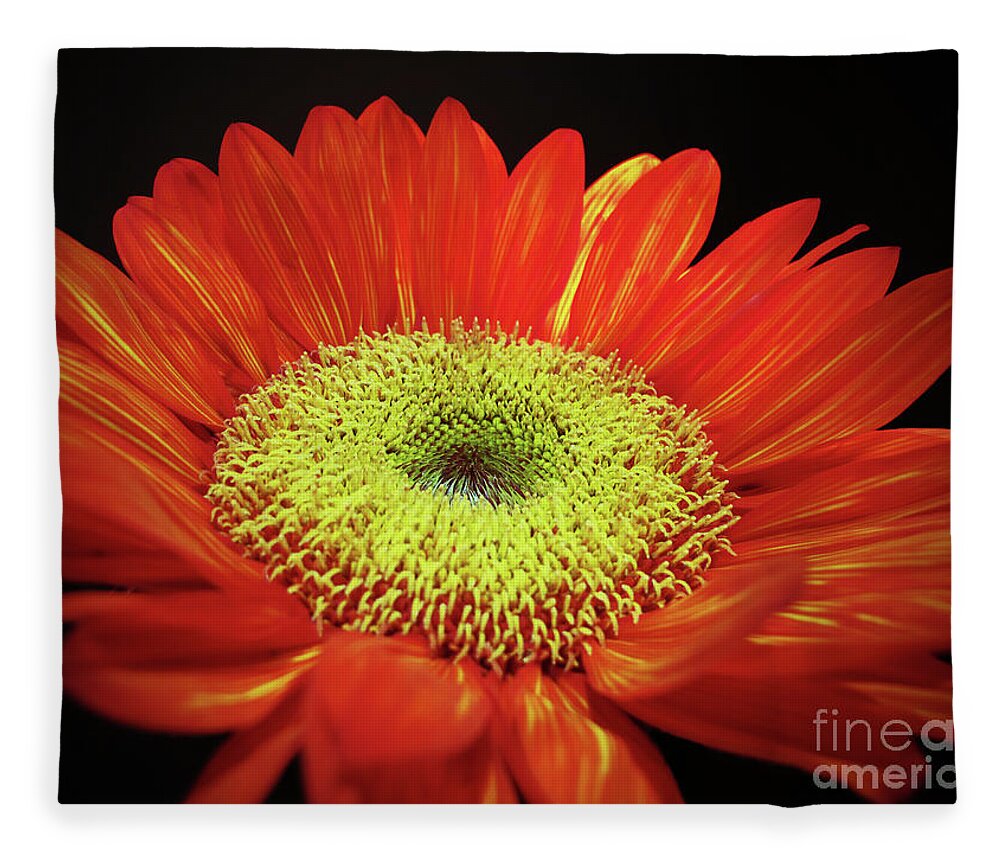 Wall Art Fleece Blanket featuring the photograph Prado Red Sunflower by Kelly Holm