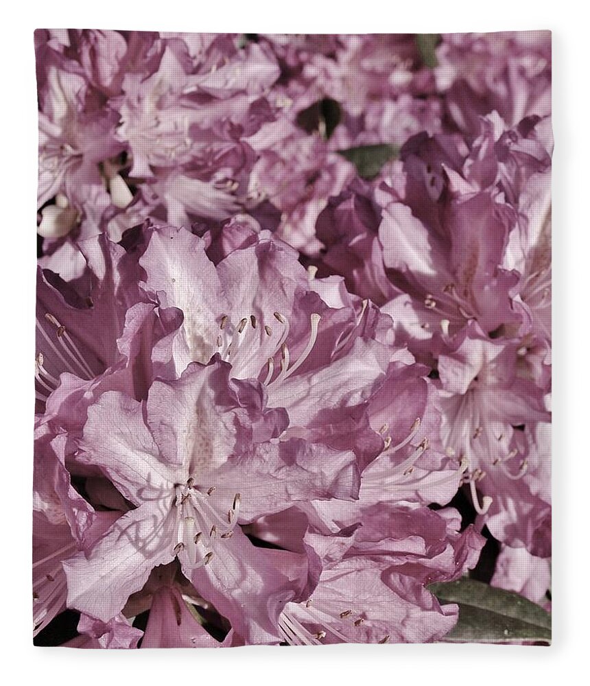 Pink Fleece Blanket featuring the photograph Pretty In Pink by Richard Brookes