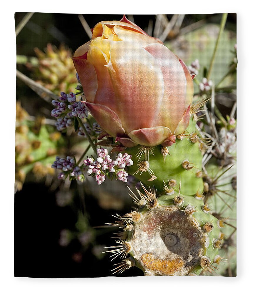 Prickly Pear Fleece Blanket featuring the photograph Prickly Pear Flower 4 by Kelley King