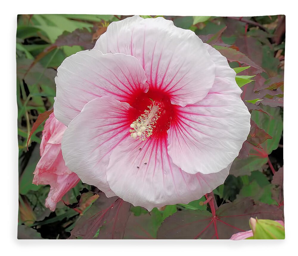 Giant Hibiscus Fleece Blanket featuring the photograph Proud Hibiscus by Theresa Campbell