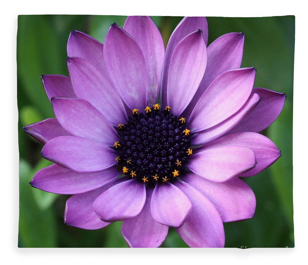 Purple Flower Fleece Blanket featuring the photograph Purple Daisy Square by Carol Groenen