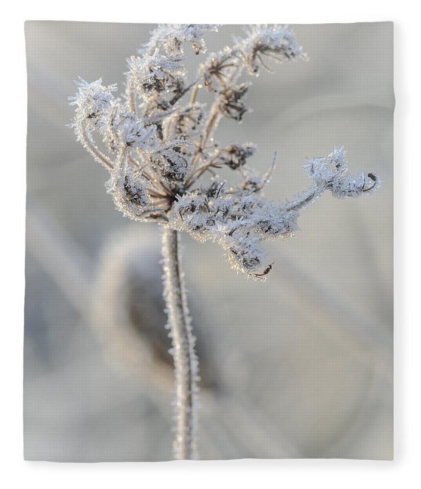 Queen Anne's Lace Fleece Blanket featuring the photograph Queen Anne's Lace Covered in Frost by Tamara Becker
