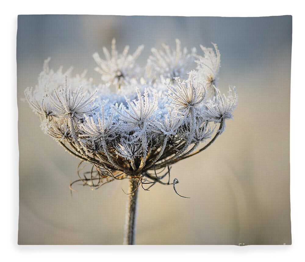 Queen Anne's Lace Fleece Blanket featuring the photograph Queen Anne's Lace With Frost by Tamara Becker