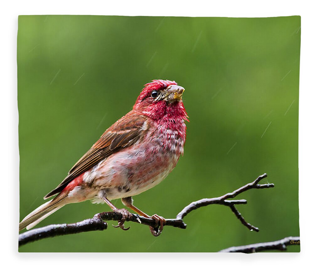 Bird Fleece Blanket featuring the photograph Male Purple Finch by Christina Rollo