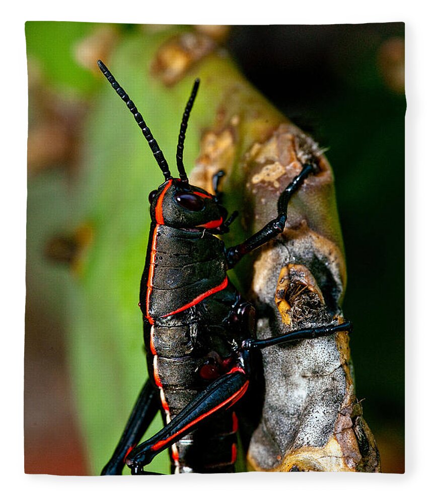 Insect Fleece Blanket featuring the photograph Rally Striped by Christopher Holmes