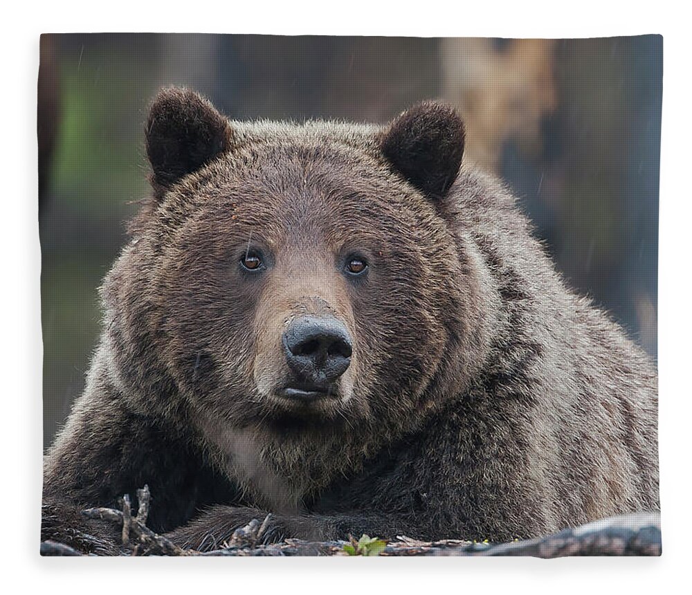 Mark Miller Photos Fleece Blanket featuring the photograph Raw, Rugged and Wild- Grizzly by Mark Miller