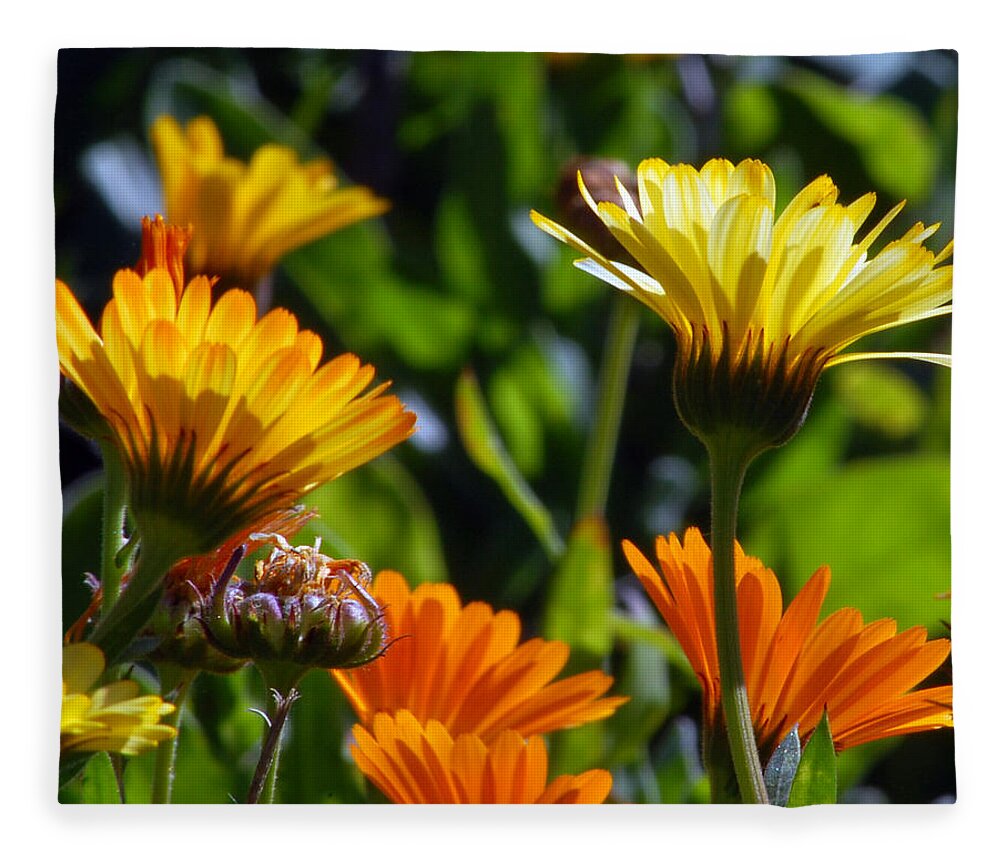 Flower Fleece Blanket featuring the photograph Reach for the Sun 1 by Amy Fose