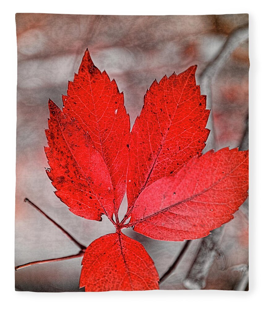 Autumn Fleece Blanket featuring the photograph Red Autumn by Elaine Teague