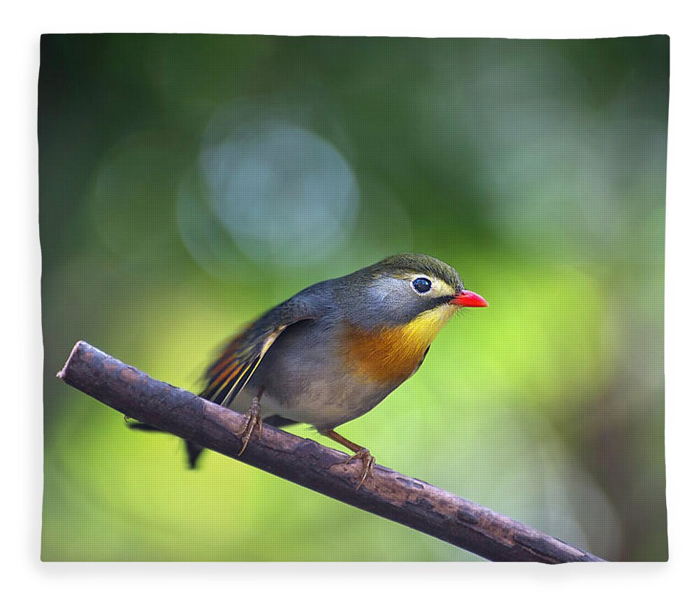 Red Billed Leiothrix Fleece Blanket featuring the photograph Red Billed Leiothrix by John Poon