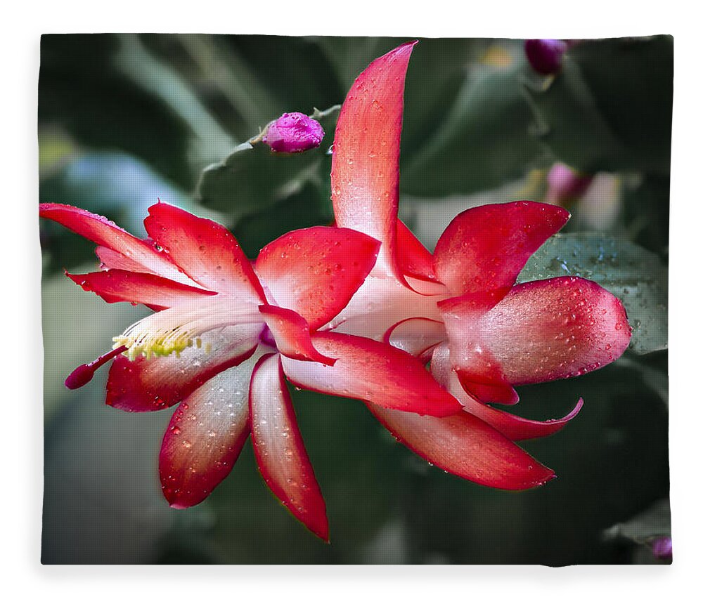 Jean Noren Fleece Blanket featuring the photograph Red Christmas Cactus by Jean Noren