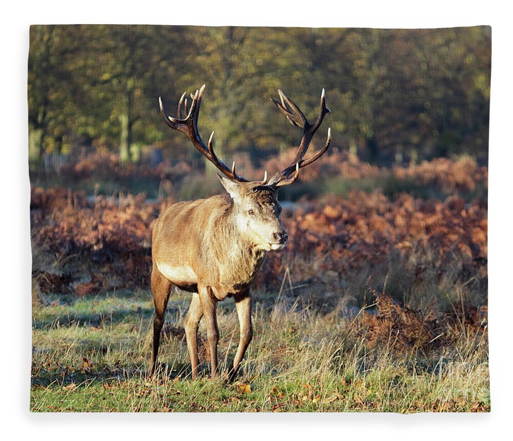Red Deer Walking Fleece Blanket featuring the photograph Red deer walking by Julia Gavin