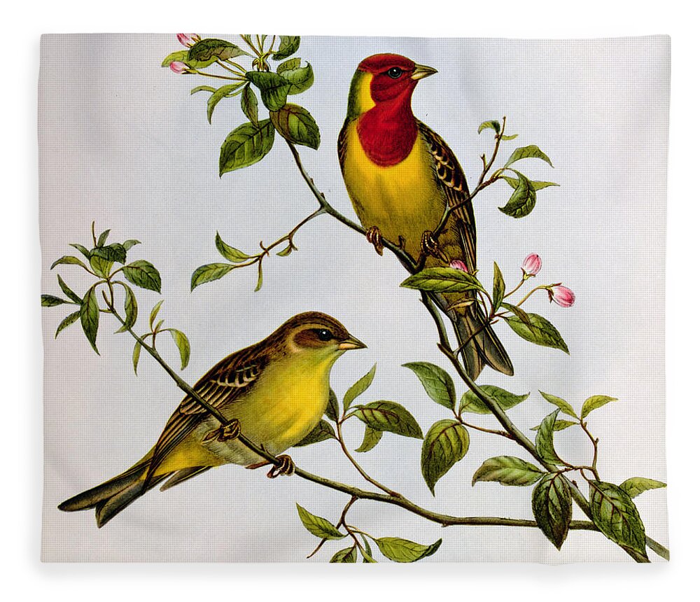 Red Fleece Blanket featuring the painting Red Headed Bunting by John Gould