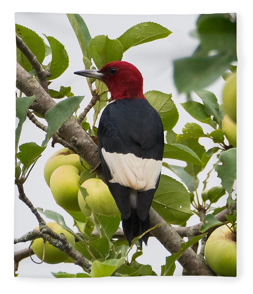 Red-headed Woodpecker Fleece Blanket featuring the photograph Red-Headed Woodpecker by Holden The Moment