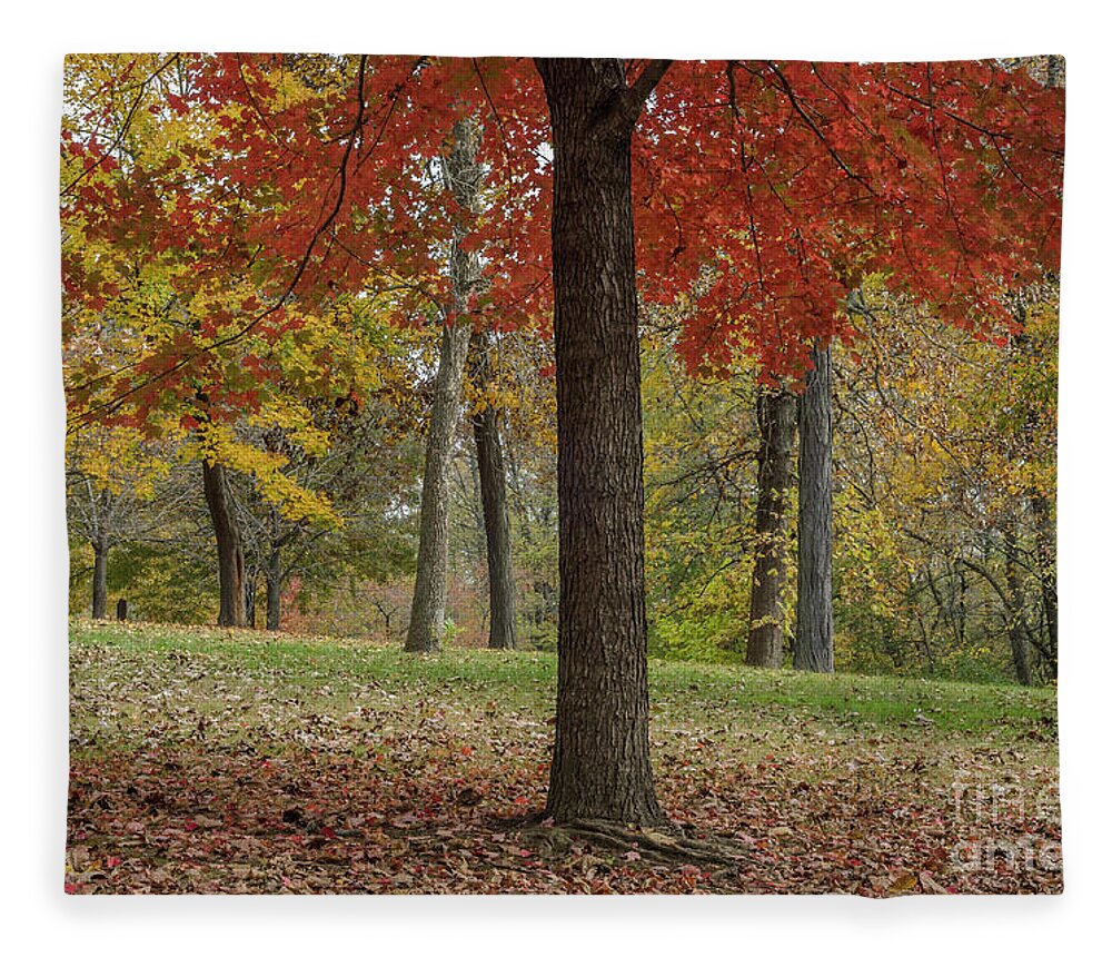 Red Maple Fleece Blanket featuring the photograph Red Maple and Yellow Trees by Tamara Becker