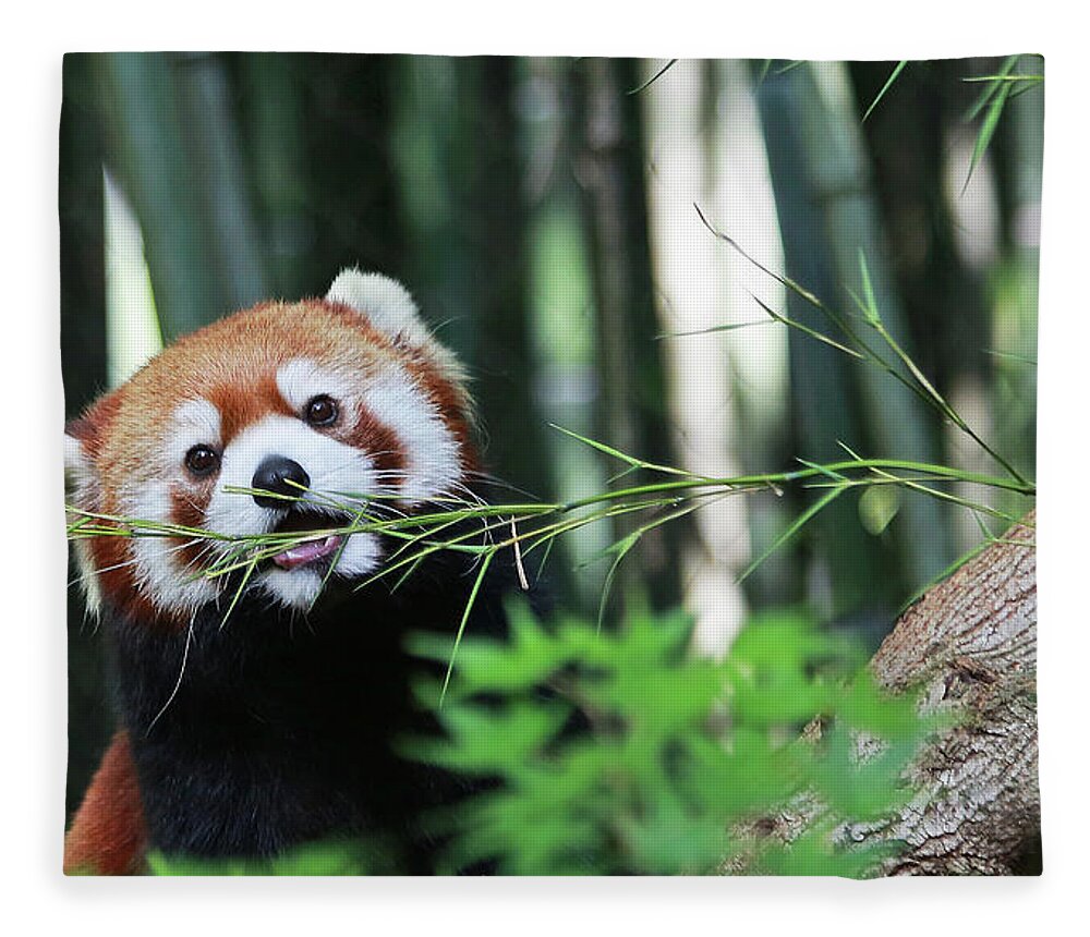 Panda Fleece Blanket featuring the photograph Red Panda by Gina Fitzhugh