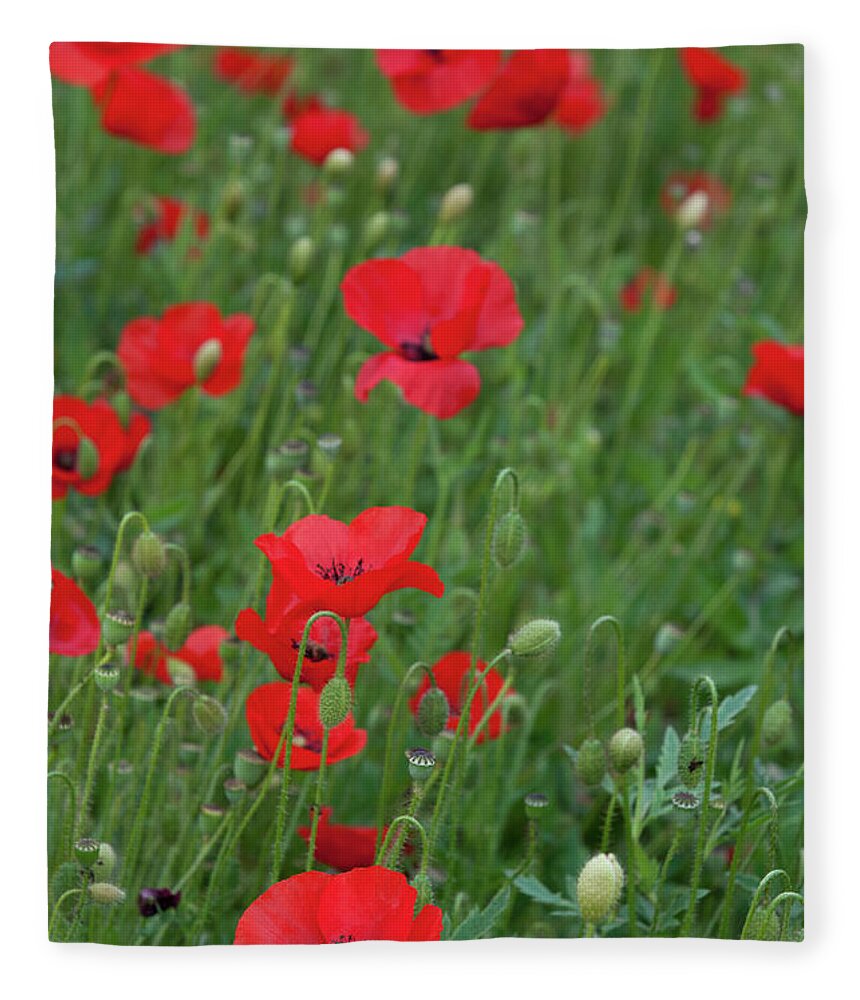 Poppy Fleece Blanket featuring the photograph Red poppie anemone field by Michalakis Ppalis