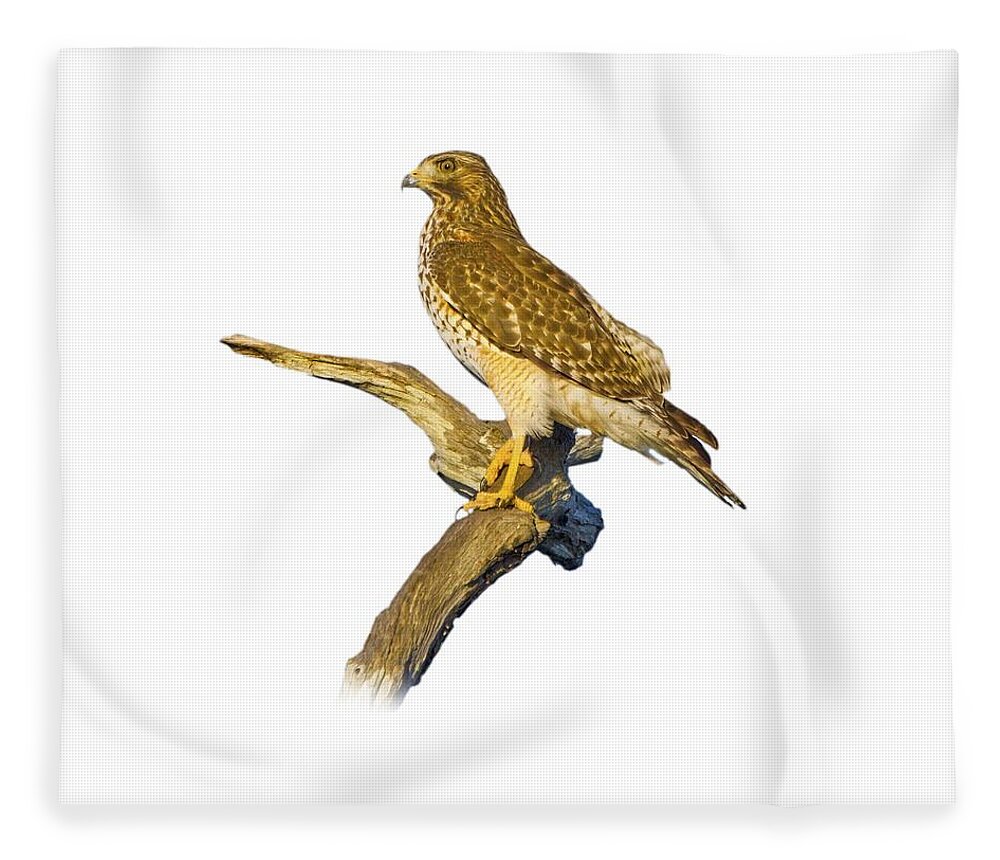 Hawk Fleece Blanket featuring the photograph Red Shouldered Hawk Perch by Mark Andrew Thomas