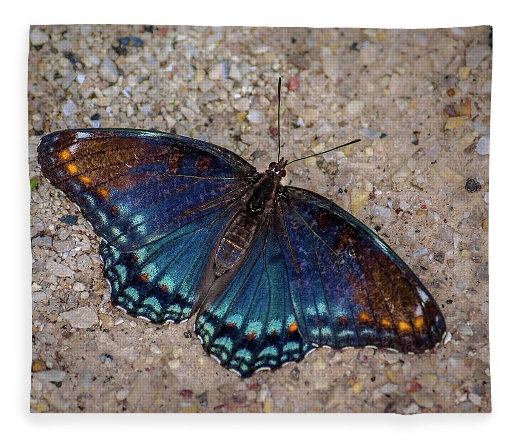 Bill Pevlor Fleece Blanket featuring the photograph Red-spotted Purple Admiral Butterfly by Bill Pevlor
