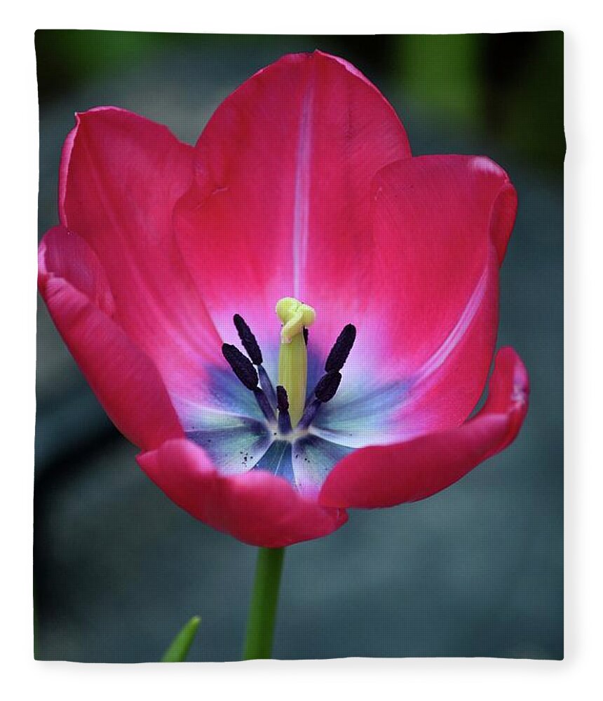 Tulip Fleece Blanket featuring the photograph Red tulip blossom with stamen and petals and pistil by Imran Ahmed