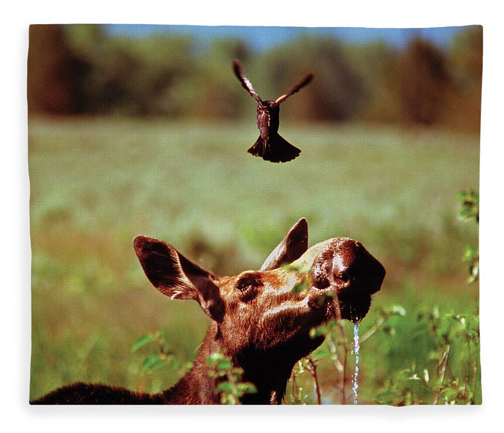 Moose Fleece Blanket featuring the photograph Red-Winged Blackbird Attacking Moose by Ted Keller