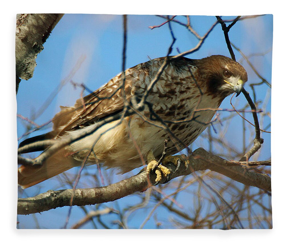 Wildlife Fleece Blanket featuring the photograph Redtail Among Branches by William Selander