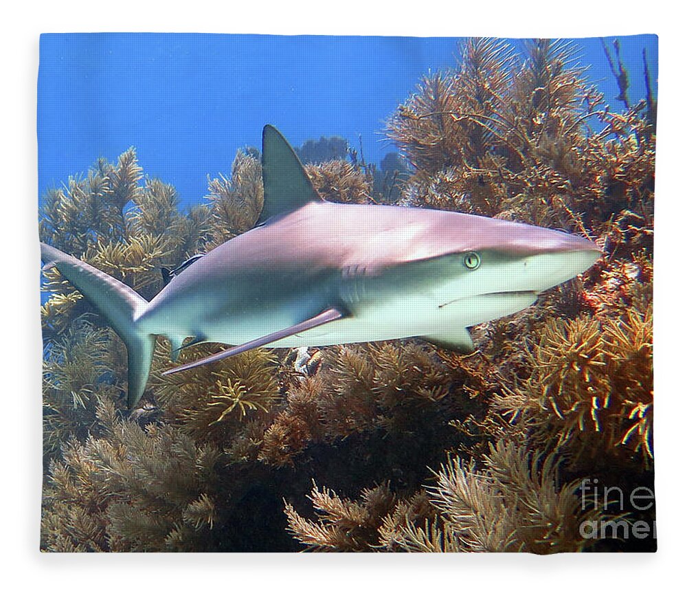 Underwater Fleece Blanket featuring the photograph Reef Shark by Daryl Duda