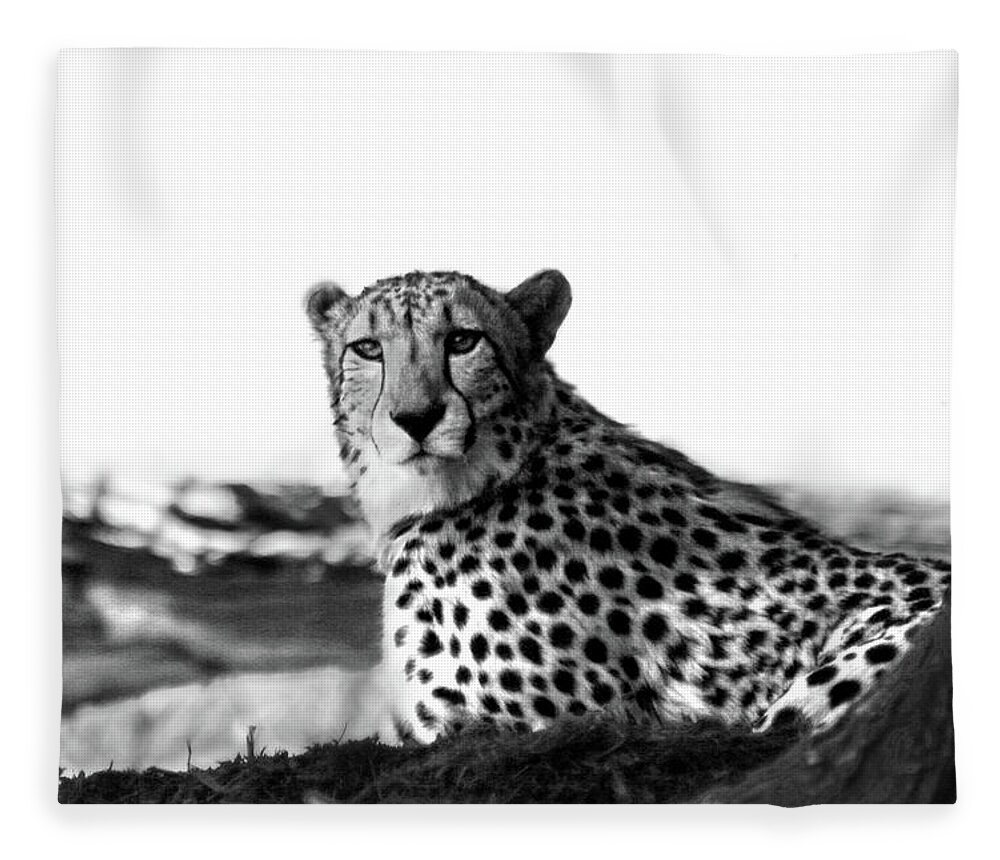 Cheetah Fleece Blanket featuring the photograph Resting Cheetah B and W by Steve Karol