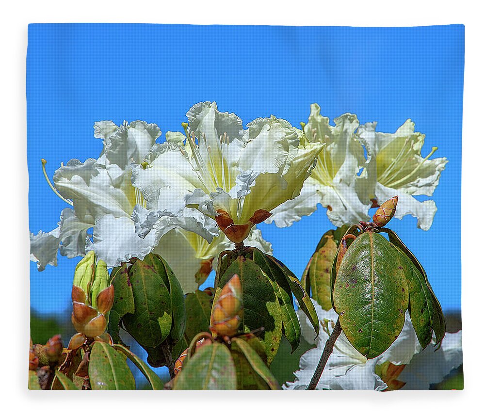 Nature Fleece Blanket featuring the photograph Rhododendron ciliicalyx DTHN0213 by Gerry Gantt