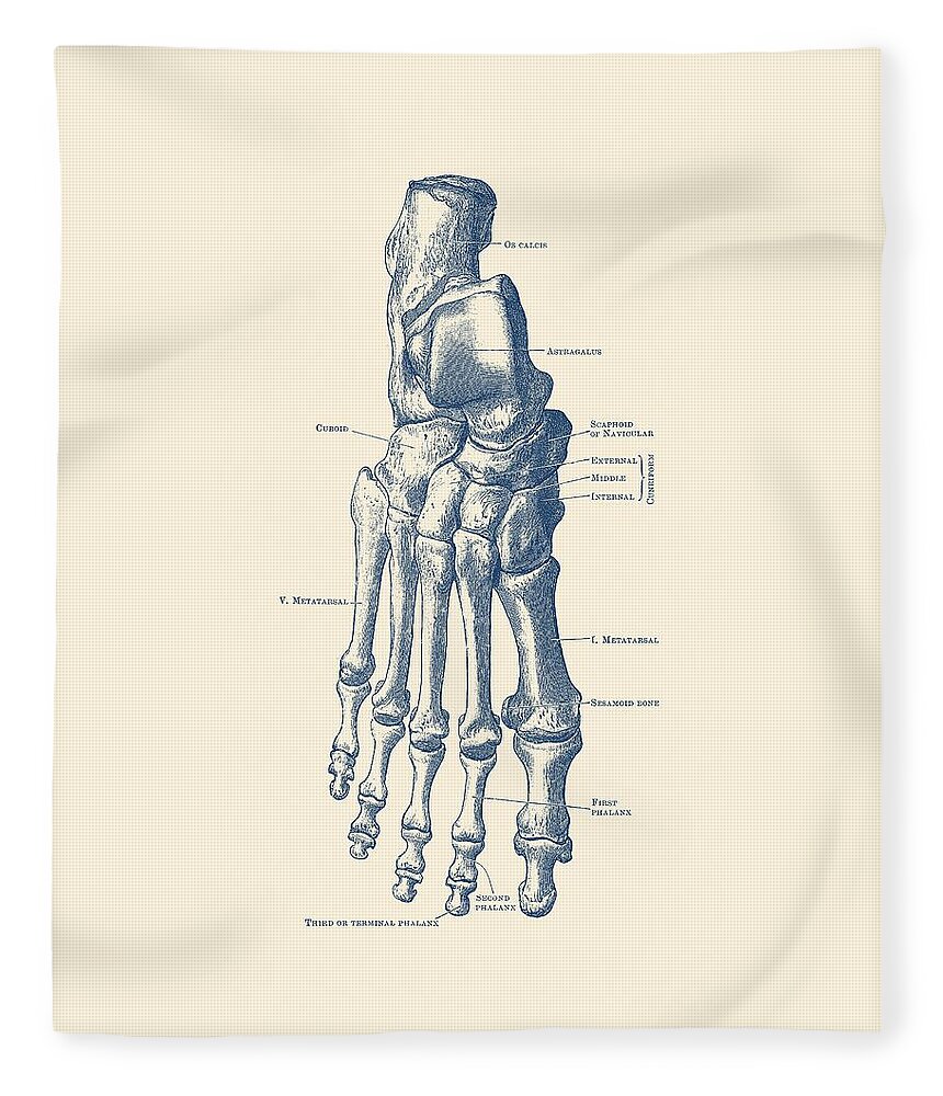 Skeleton Fleece Blanket featuring the drawing Right Foot Skeletal Diagram - Vintage Anatomy Poster by Vintage Anatomy Prints