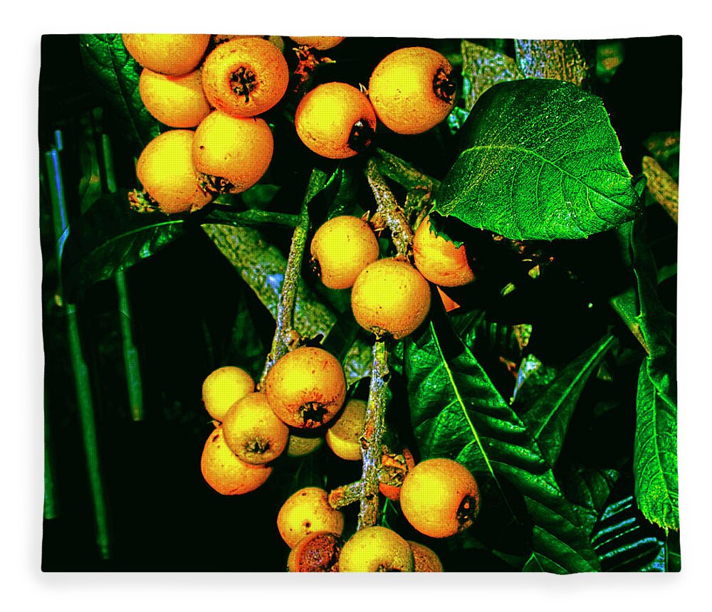 Loquats Fleece Blanket featuring the photograph Ripe Loquats by Gina O'Brien