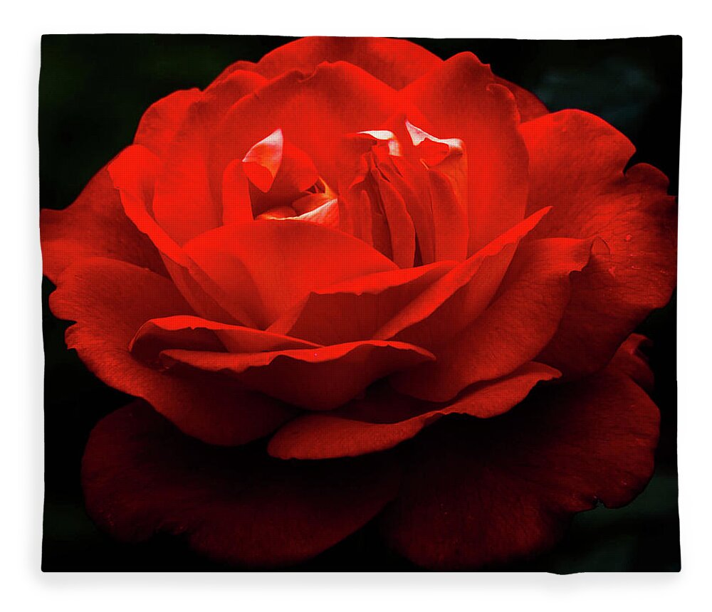 Rose Fleece Blanket featuring the photograph Rose of Bern by Carrie Hannigan