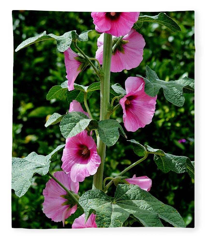 Rose Fleece Blanket featuring the photograph Rose of Sharon Vine by Eileen Brymer
