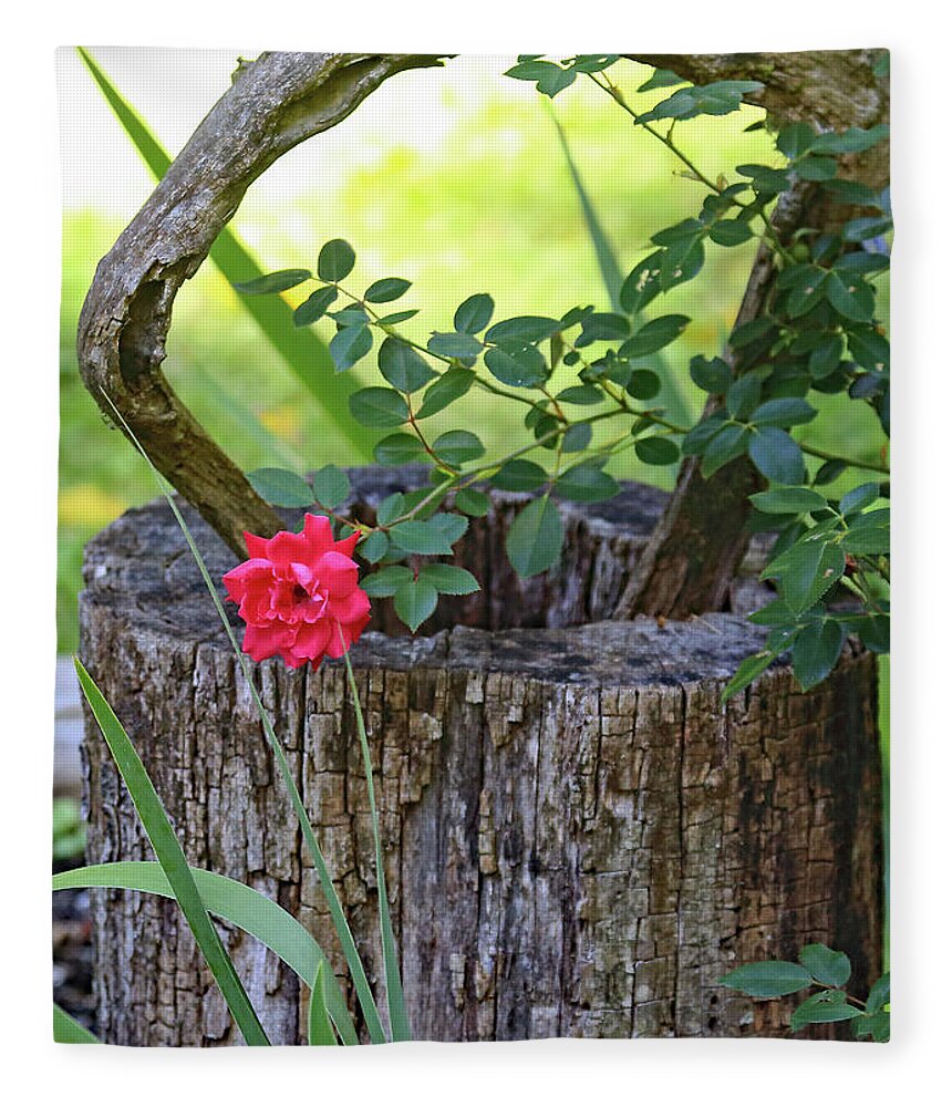Rose On Wood Fleece Blanket featuring the photograph Rose on Wood by PJQandFriends Photography