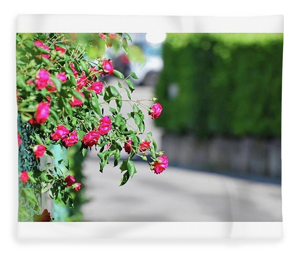 Rose Fleece Blanket featuring the photograph Roses On The Street by Fabio Caironi