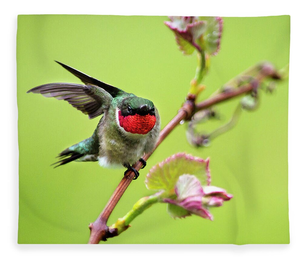 Birds Fleece Blanket featuring the photograph Ruby Garden Hummingbird by Christina Rollo