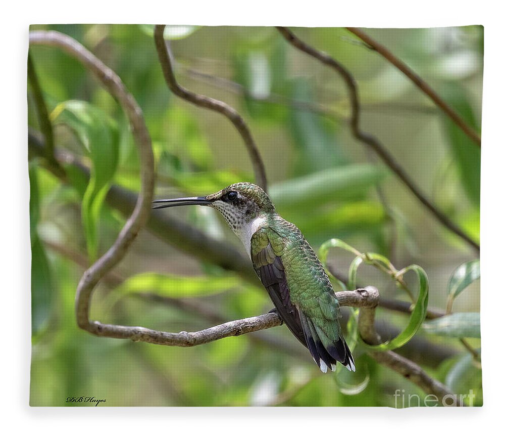 Hummingbirds Fleece Blanket featuring the photograph Ruby-Throated Hummingbird - Female by DB Hayes
