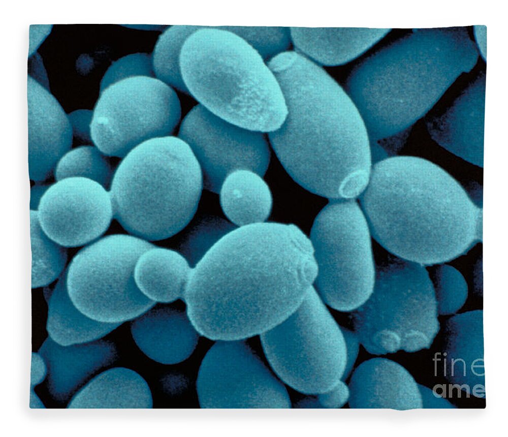 Saccharomyces Cerevisiae Yeast Fleece Blanket featuring the photograph Sachharomyces Cerevisiae Yeast by Scimat