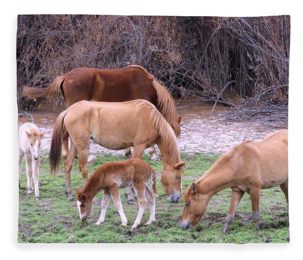 Arizona Fleece Blanket featuring the photograph Salt River Wild Horses in Winter by Judy Kennedy