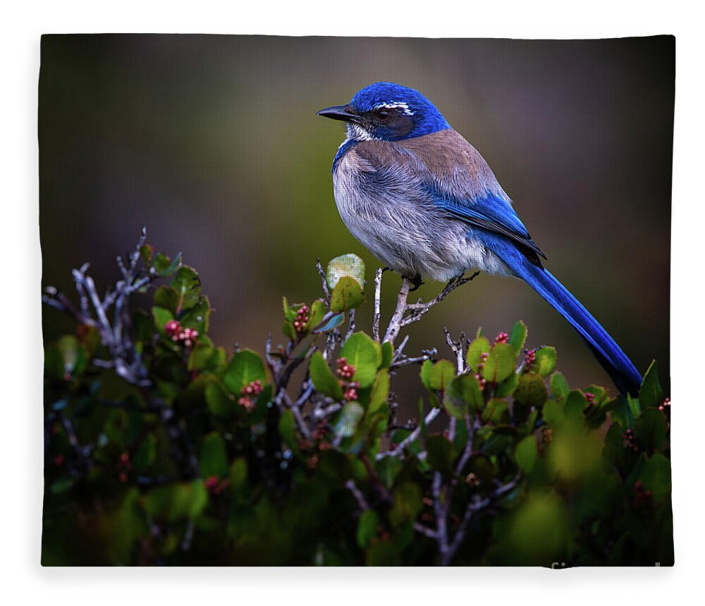 Blue Bird Fleece Blanket featuring the photograph San Diego Bluebird by Doug Sturgess