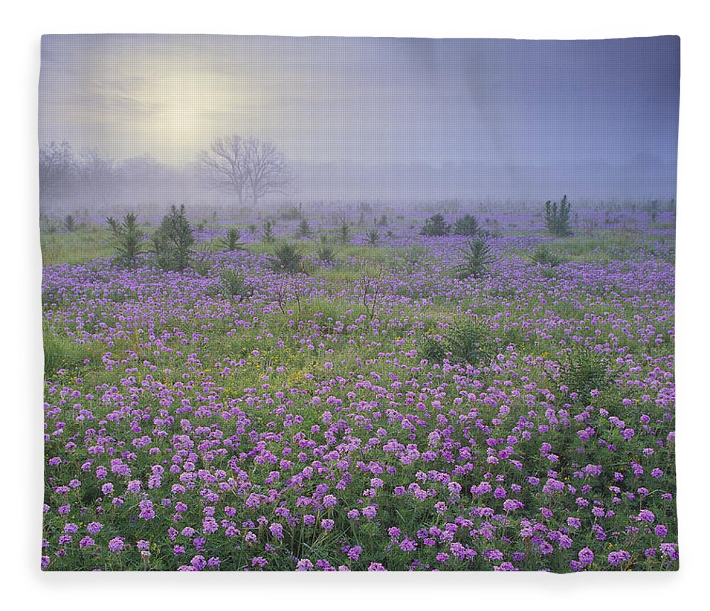 00170957 Fleece Blanket featuring the photograph Sand Verbena Flower Field At Sunrise by Tim Fitzharris