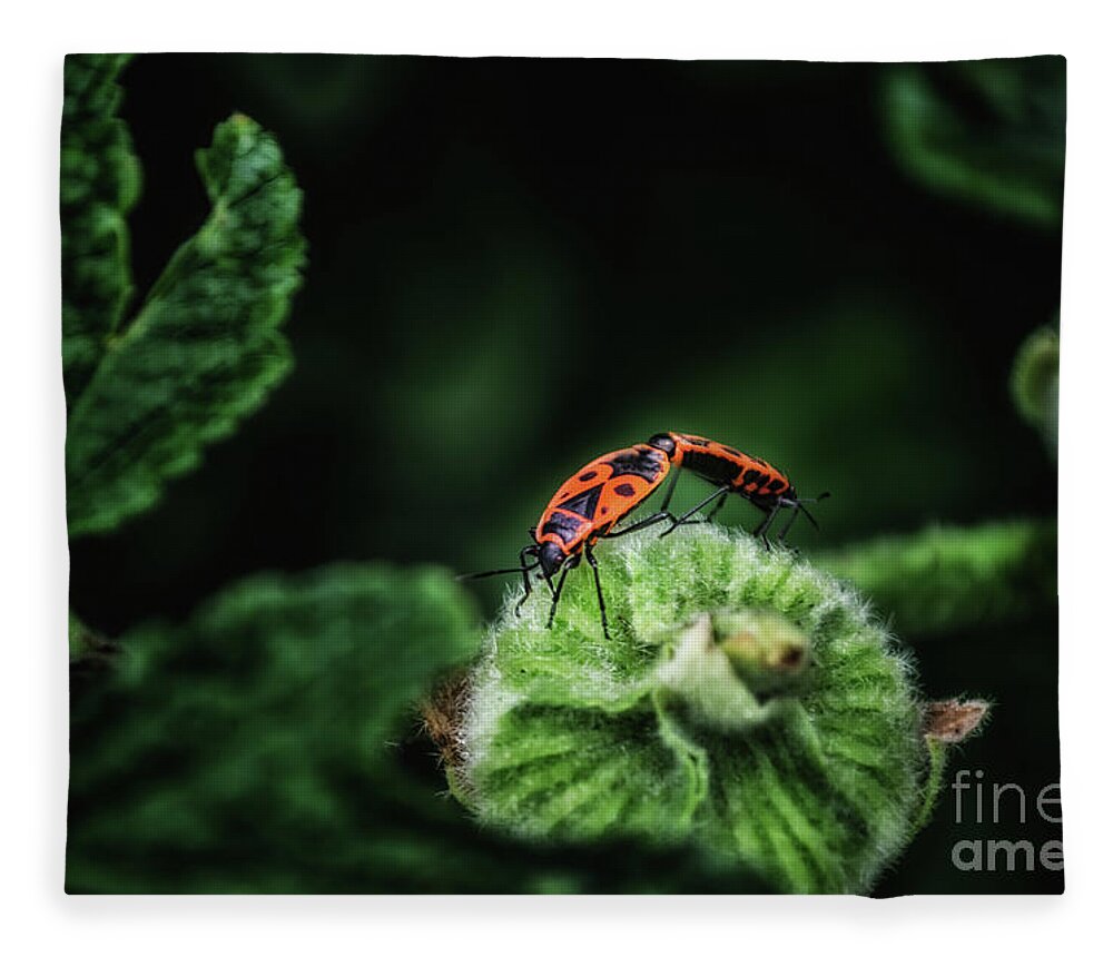 Michelle Meenawong Fleece Blanket featuring the photograph Scantius aegyptius by Michelle Meenawong