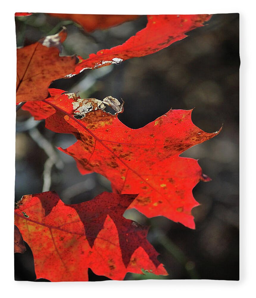 Autumn Fleece Blanket featuring the photograph Scarlet Autumn by Ron Cline