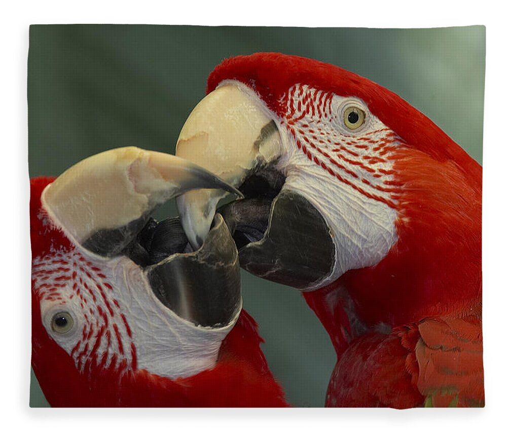 Mp Fleece Blanket featuring the photograph Scarlet Macaw Ara Macao Pair Kissing by Zssd