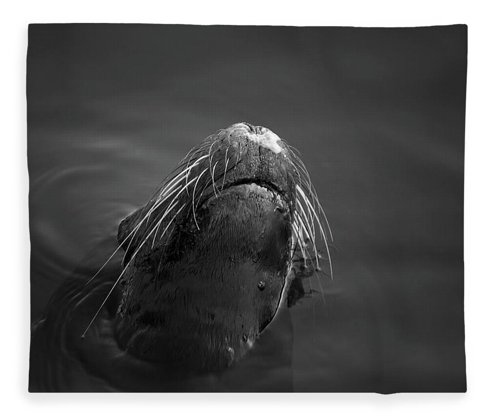 Wildlife Fleece Blanket featuring the photograph Sea Lion V BW by David Gordon