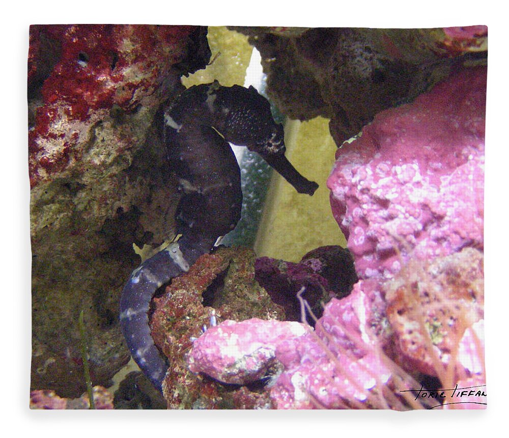 Faunagraphs Fleece Blanket featuring the photograph Seahorse3 by Torie Tiffany