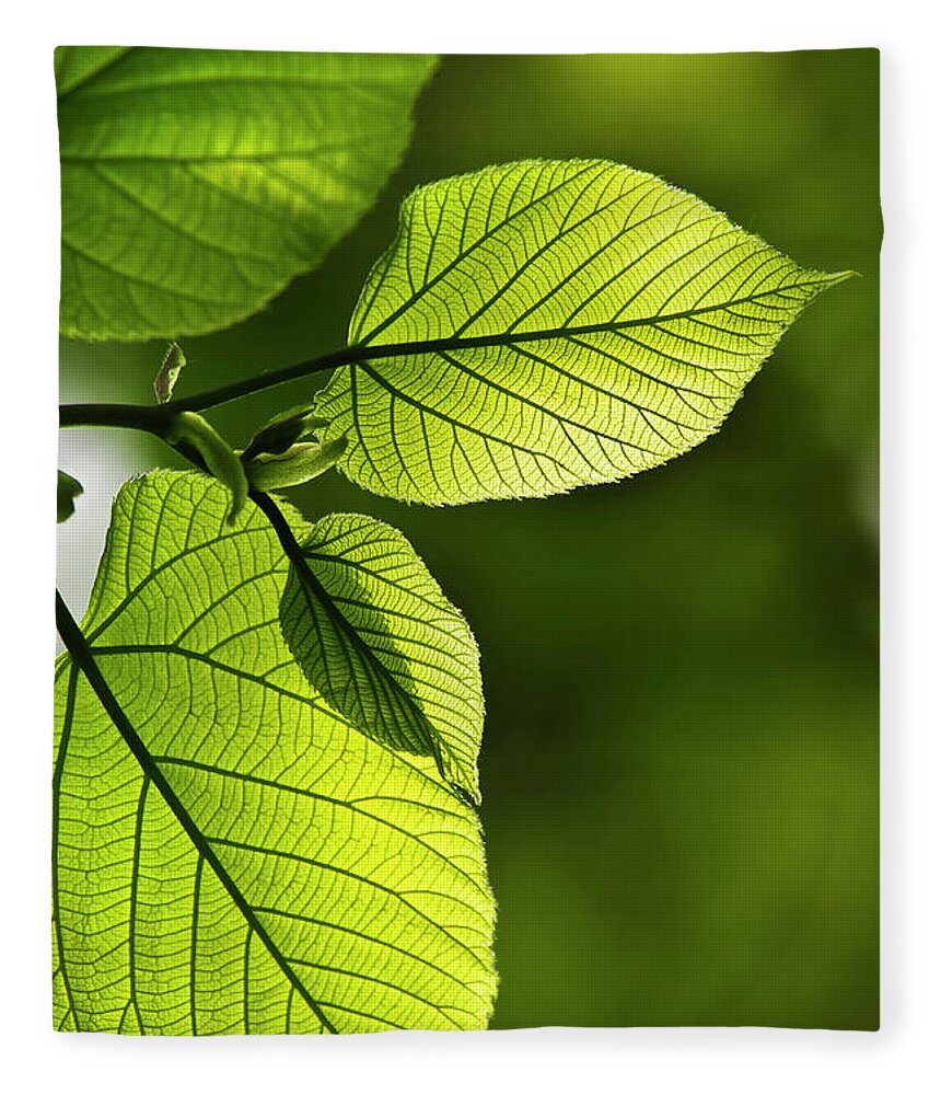 Leaves Fleece Blanket featuring the photograph Shades Of Green by Christina Rollo