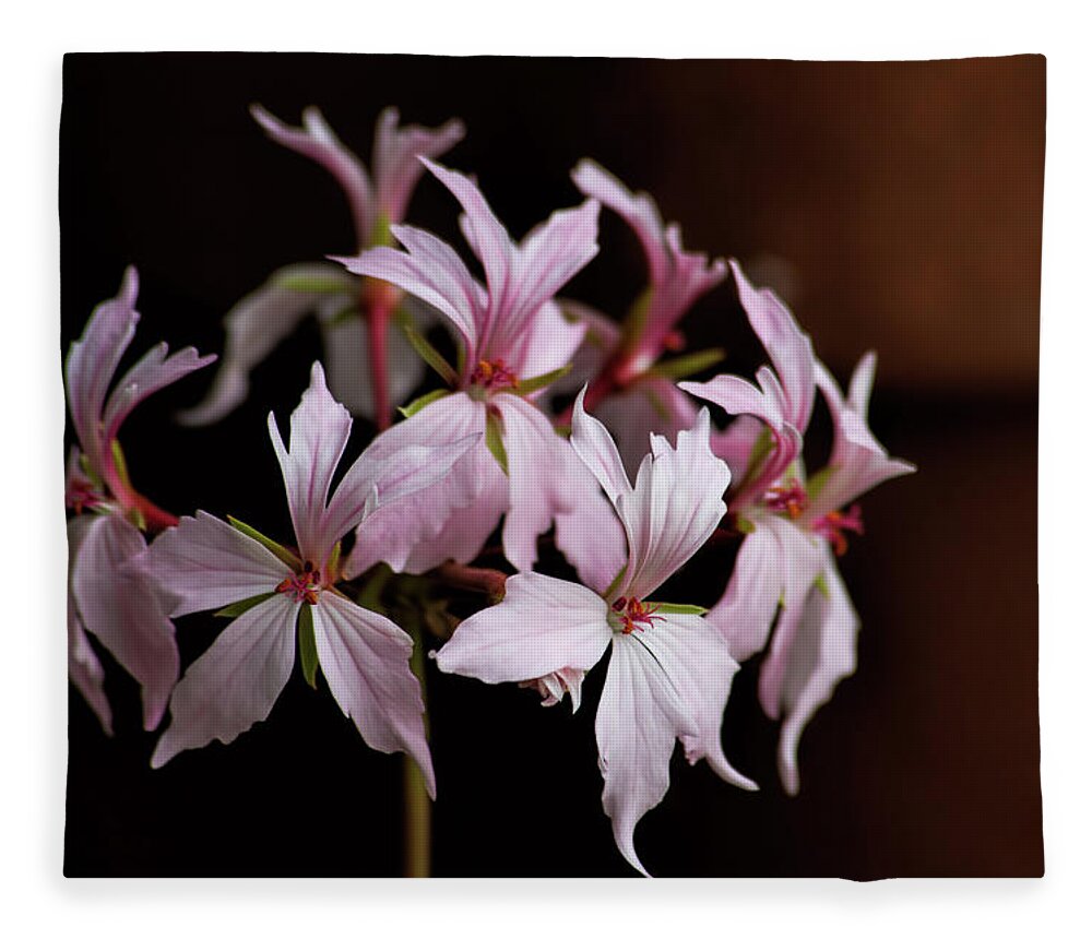 Flower Fleece Blanket featuring the photograph Shalimar My Love by Alana Thrower