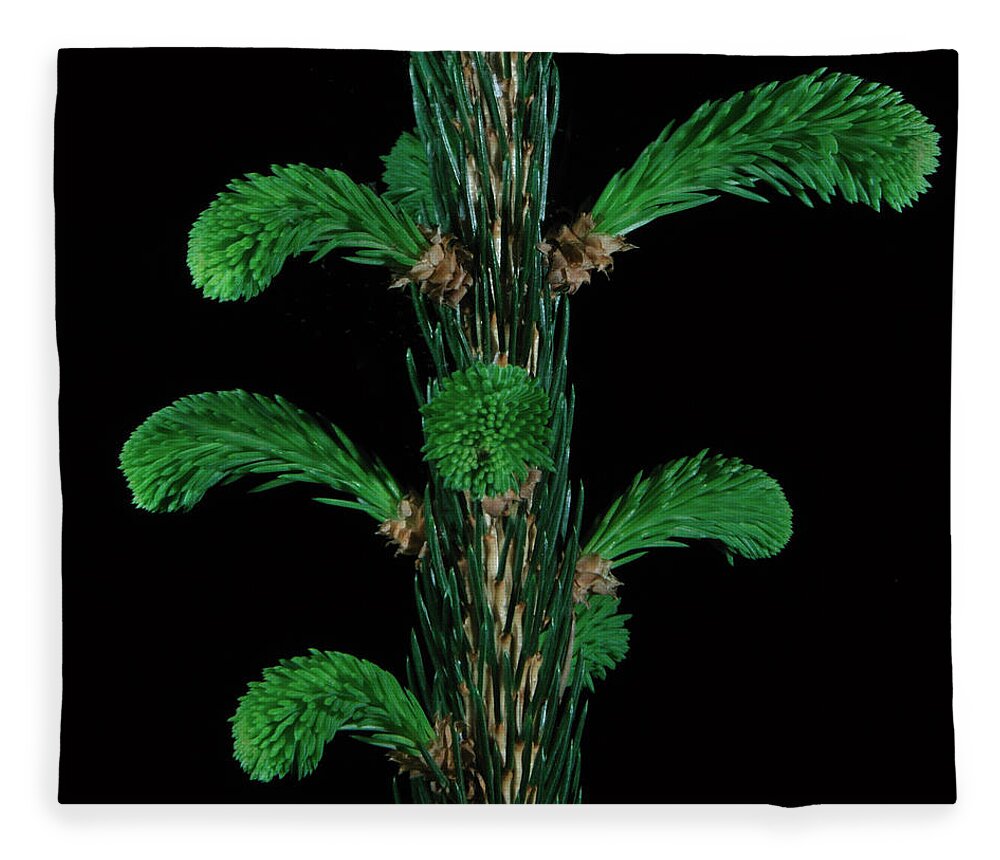 Spruce Fleece Blanket featuring the photograph Sharp and Soft by Mark Fuller