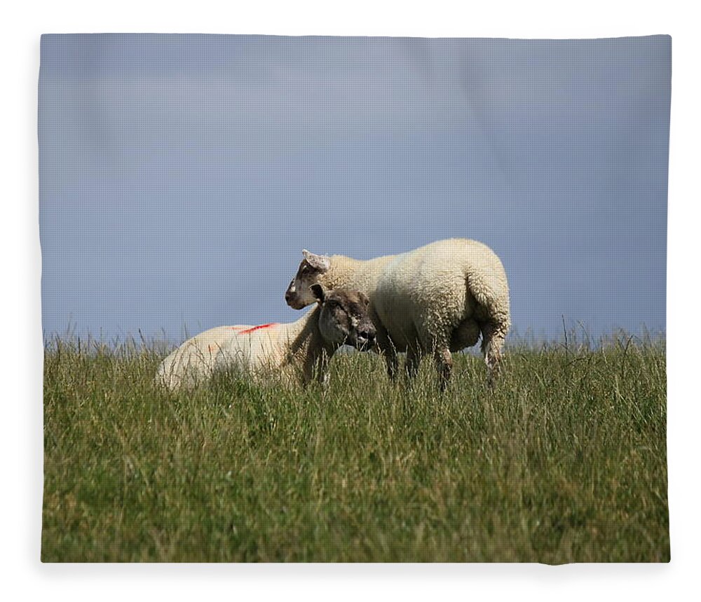 Sheep Fleece Blanket featuring the photograph Sheep 4221 by John Moyer