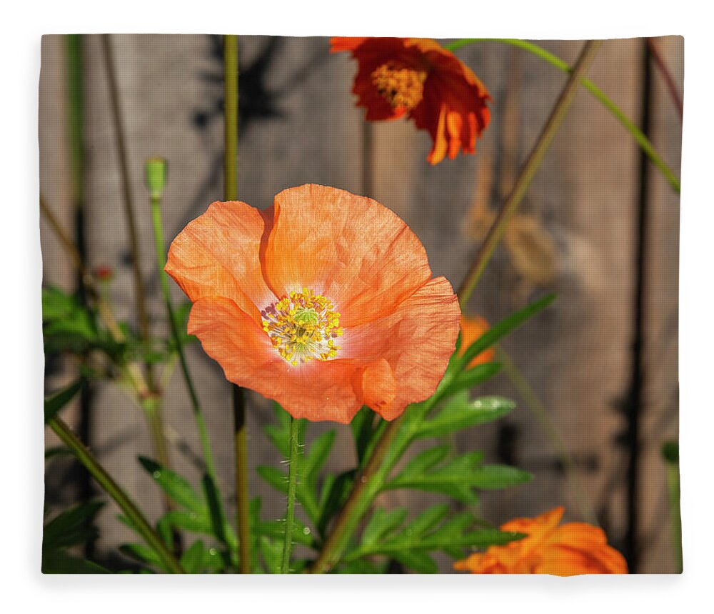 Shirley Poppy Fleece Blanket featuring the photograph Shirley Poppy 2018-12 by Thomas Young